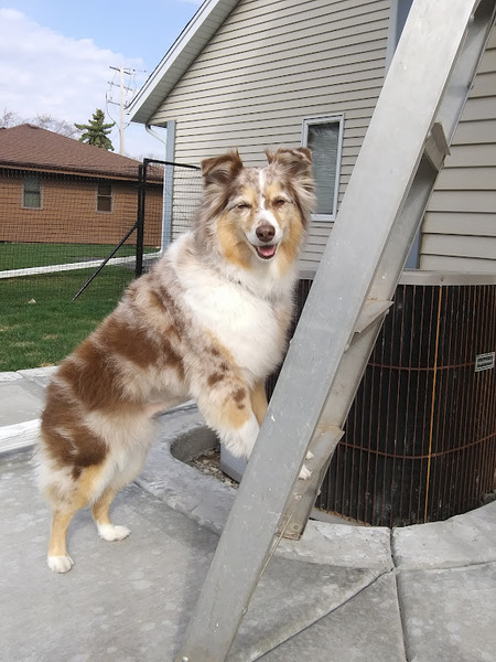 Entry image for Sadie. Clicking this image will show a larger photo