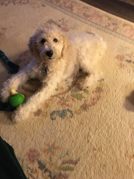 Entry image for Pearl . Clicking this image will show a larger photo