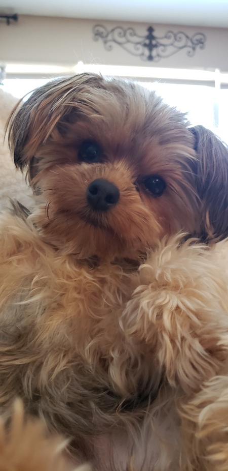 Entry image for Ryle. Clicking this image will show a larger photo