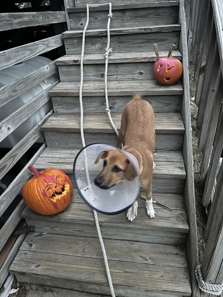 Entry image for Baxter. Clicking this image will show a larger photo