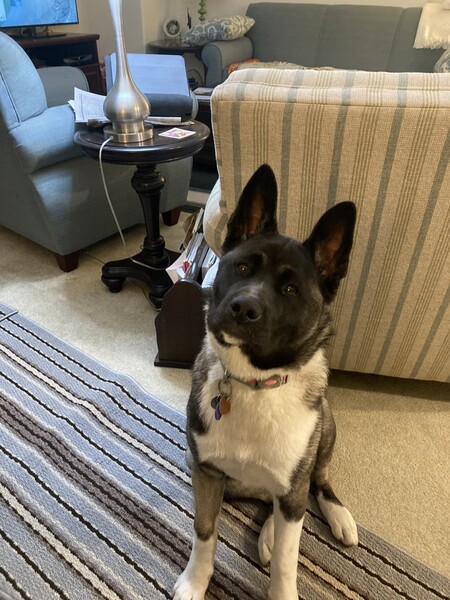 Pebbles Siewak