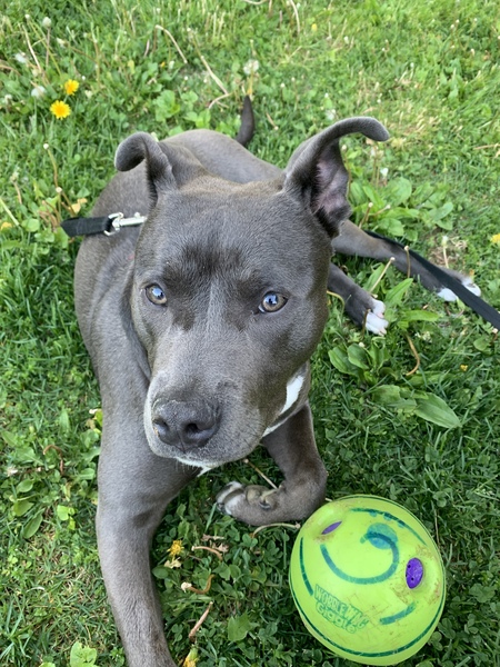 Azul Kreiser