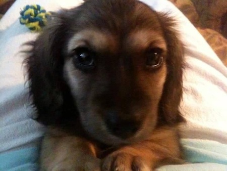 Baxter Ross