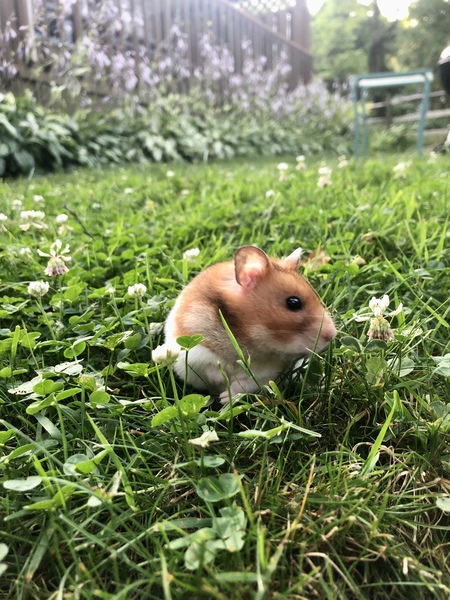 Acorn Simon 
