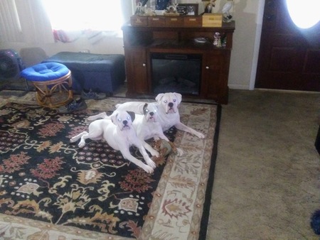 Front to back Hank,Booboo and Cuda Merris