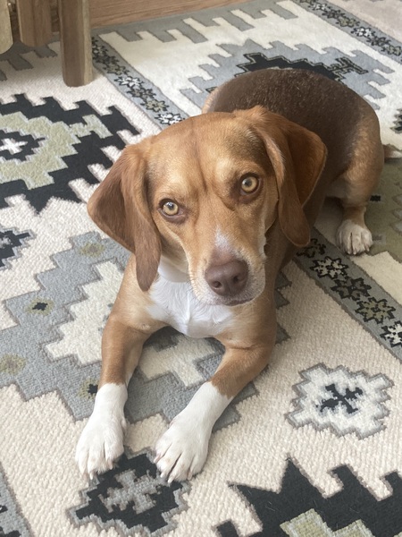 Coco Deibler