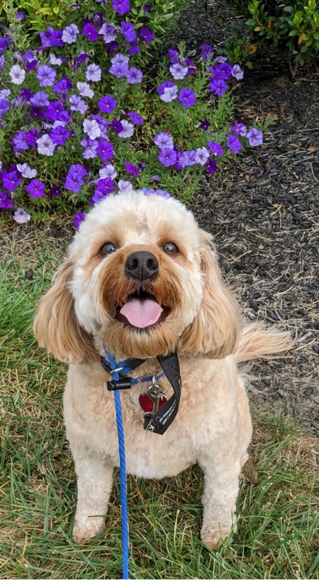 Bentley Chew