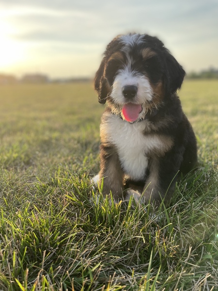 Barça Murphy