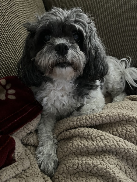 Harley