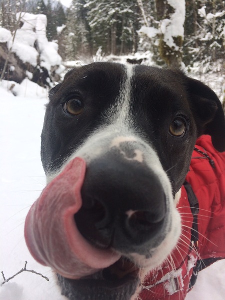Rascal