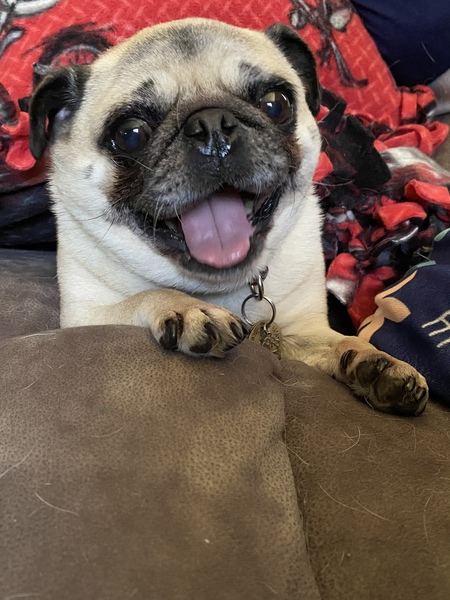 Stella