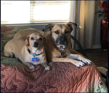 Charlie (small) and Pablo (larger)