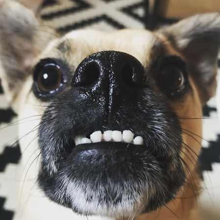 Ham
