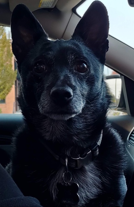 Rascal