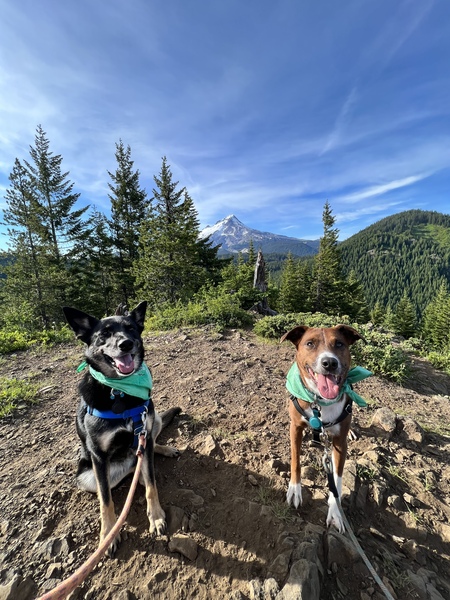 Khaleesi & Lupa