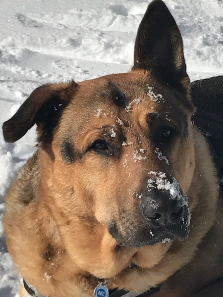 Bear