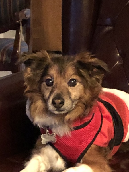 Moki