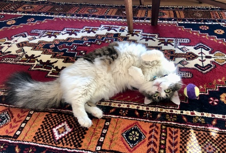 Josie Fluffernutter