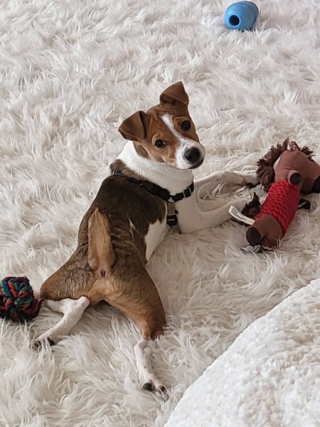 Baxter