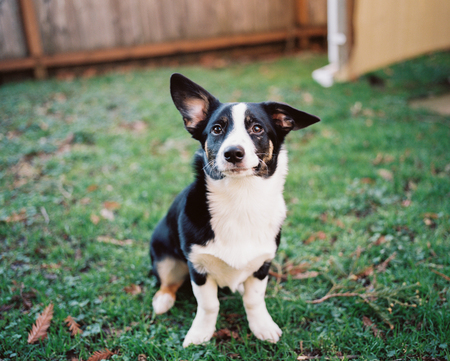 Otis