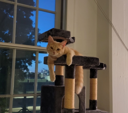 Amelia