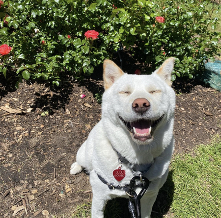 Lulu