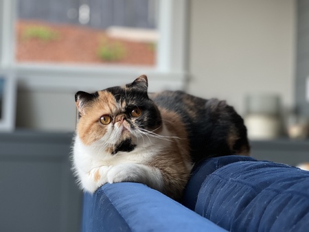Cleo