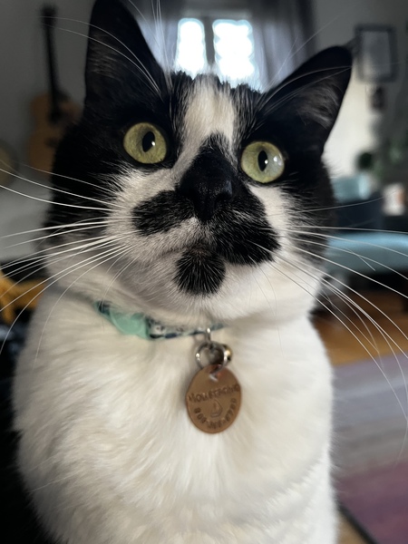 Moustachio