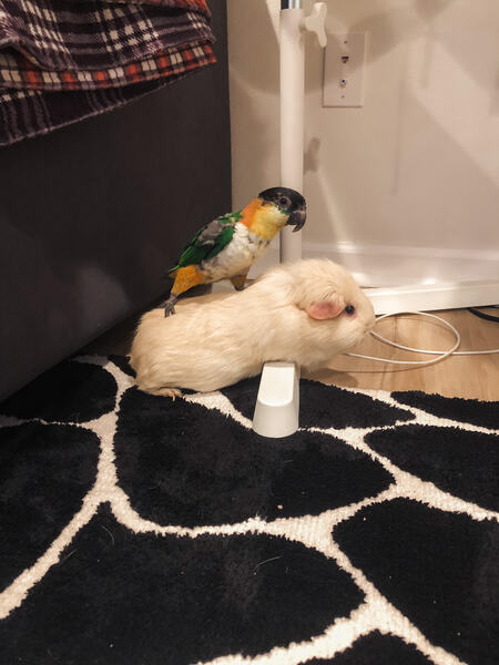 Pico and Ellie