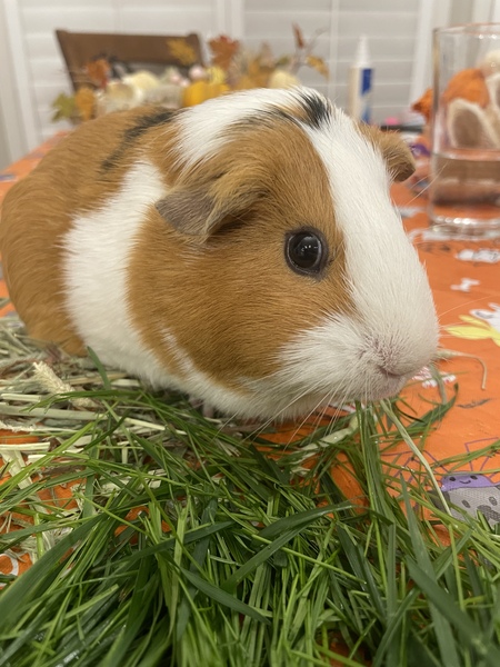 Pickles Wiggles