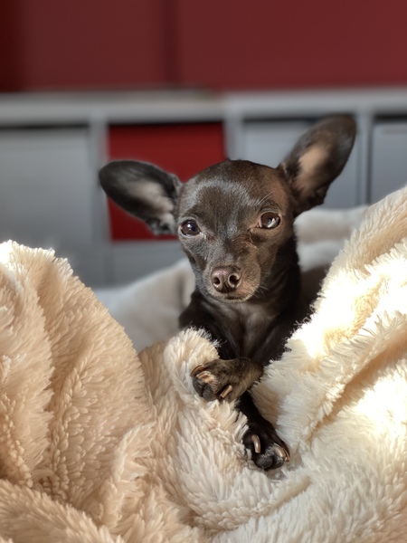 Penny
