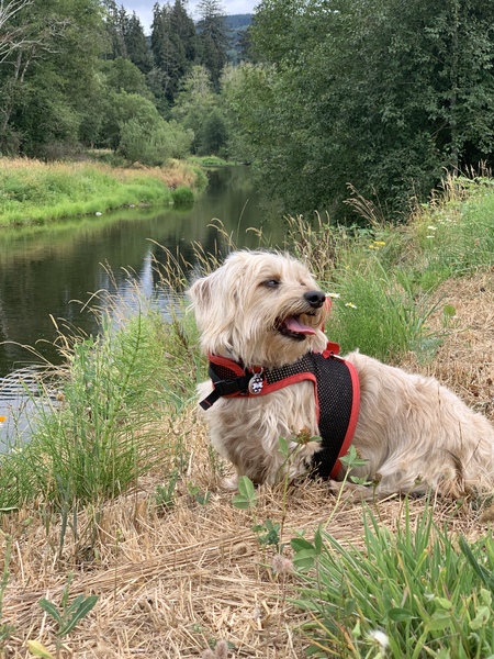 Finn