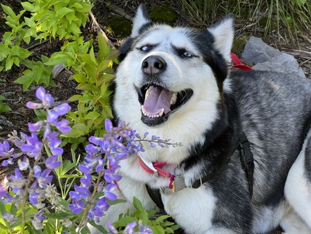 Lupine