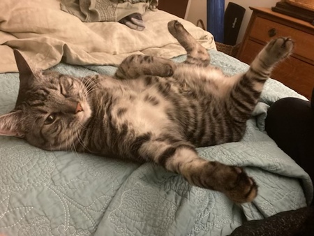Zuni