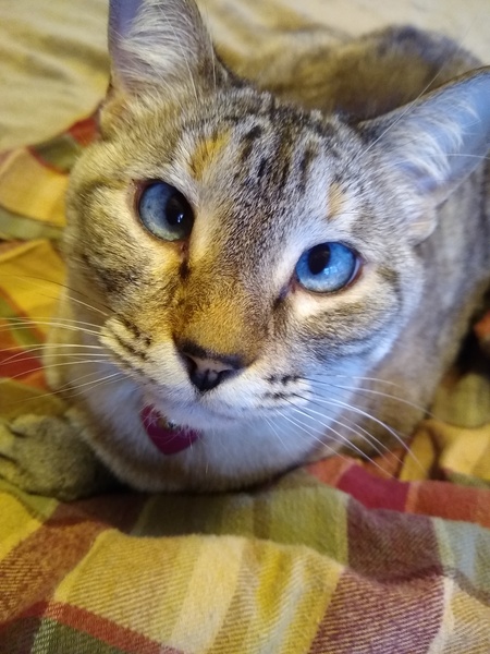 Roxy