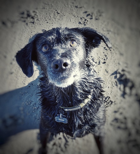 Zeus 