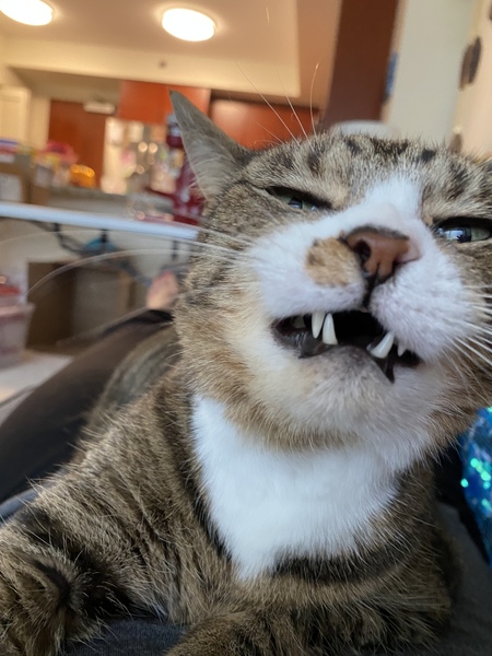 Puss Puss