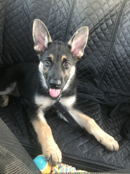 Maverick