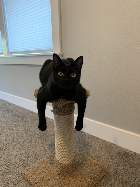 LuLu