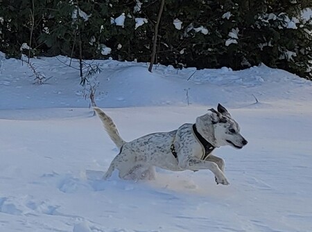Rocko