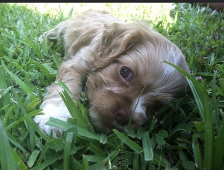 Ginger