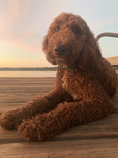 Moose