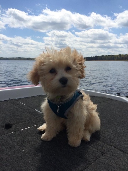 Teddi Bear 