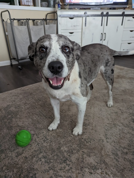 Heidi 