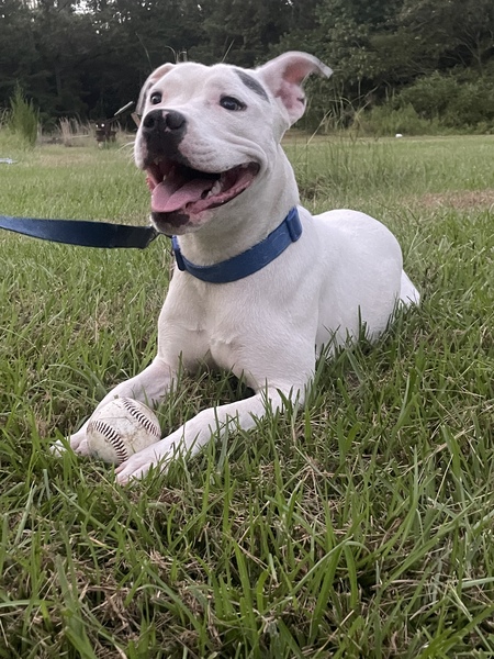 Nala 