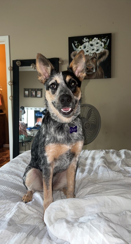 Dixie
