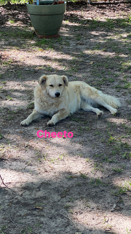 Cheeto