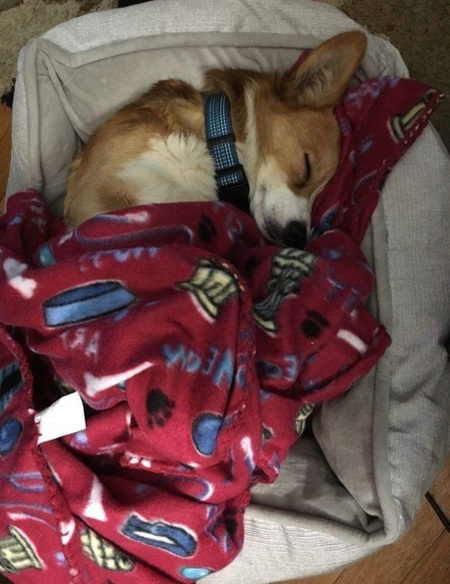 Cheddar