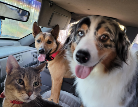 Rory, Roscoe and Stormy 