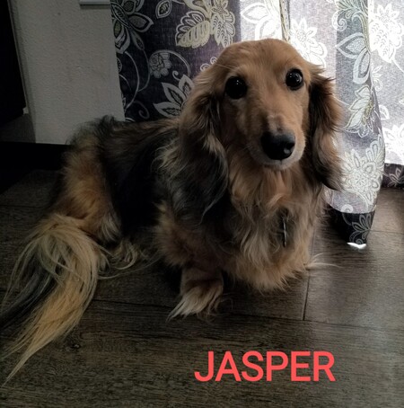 Jasper